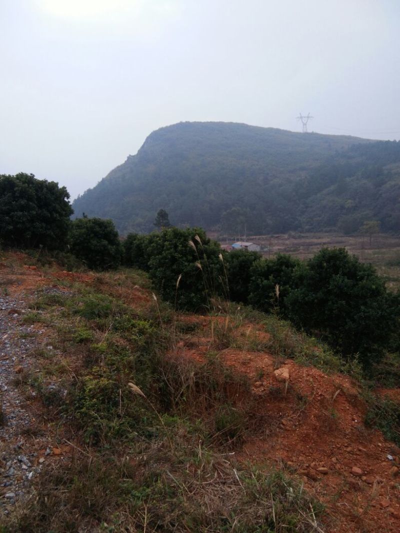杨梅树261~300cm