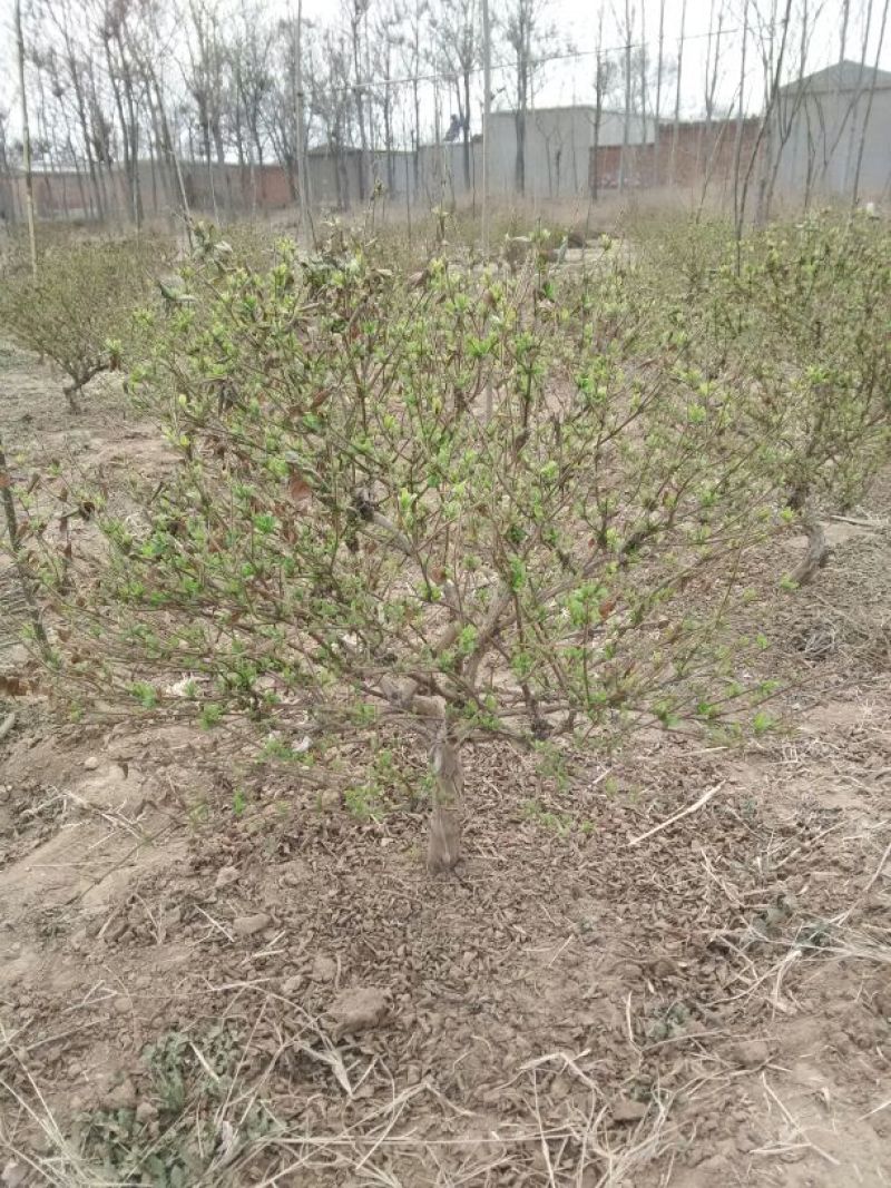 金银花1~1.5米