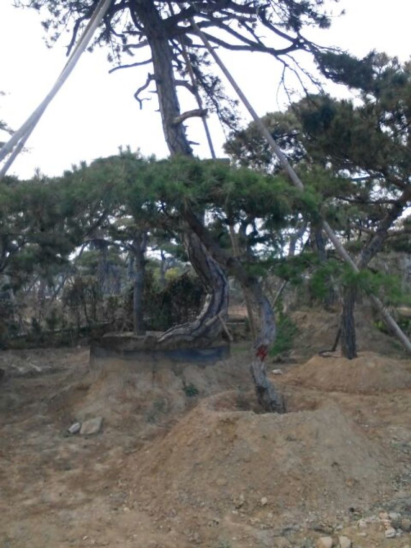 造型松12公分