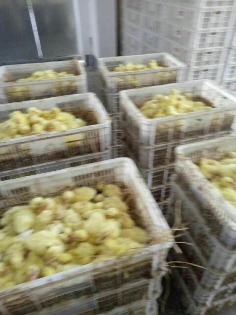 鹅苗250g以下