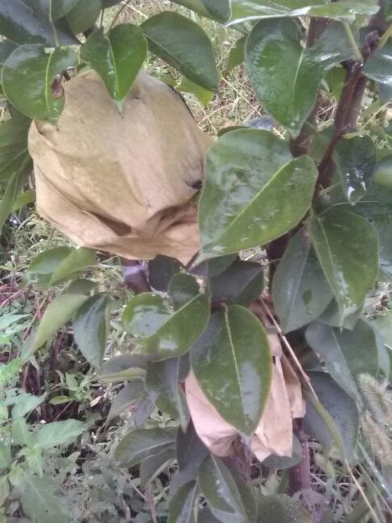 黄金梨200~250g纸加膜