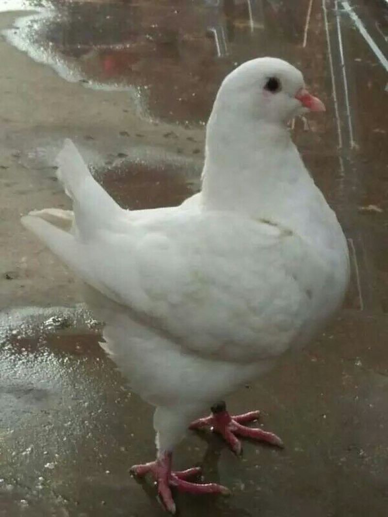 鸽子