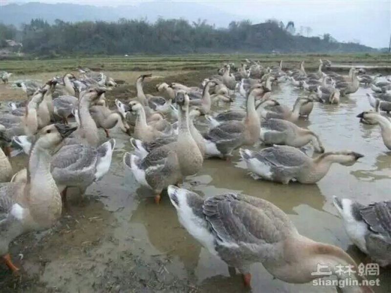皖西白鹅鹅苗250g以下
