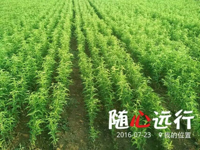 春雪桃树苗70~80cm