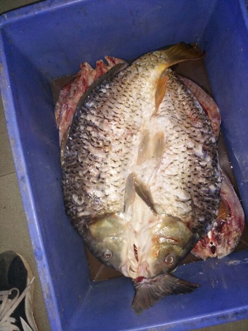 鲤鱼干