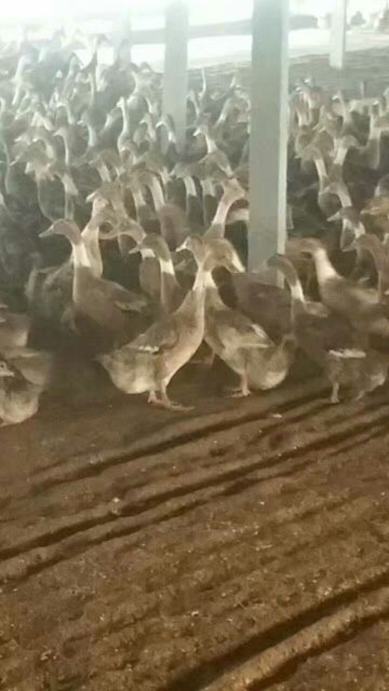 南阳孵化场黑金腚鸭苗统货