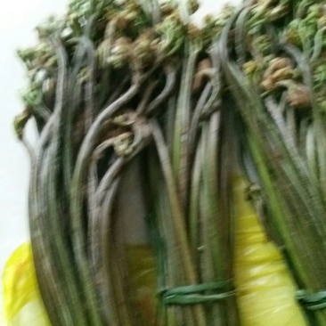 龙爪菜
