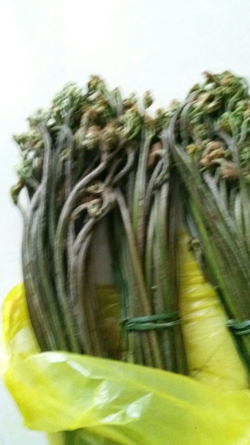 龙爪菜