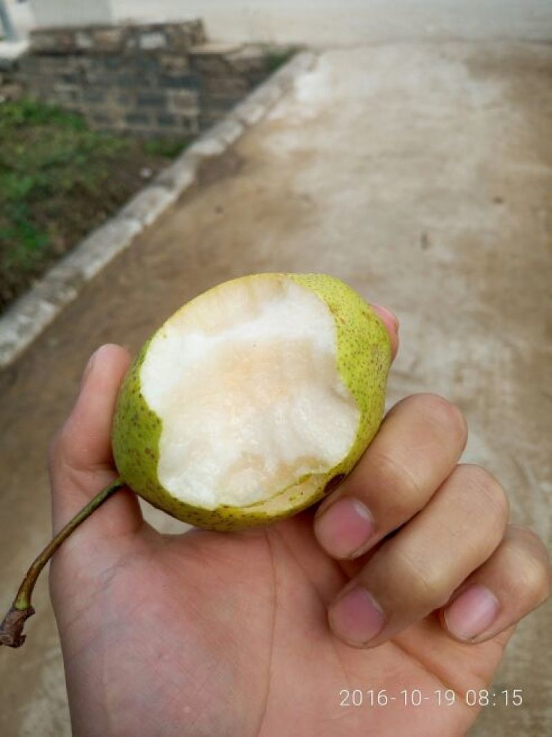 子母梨250~300g光果