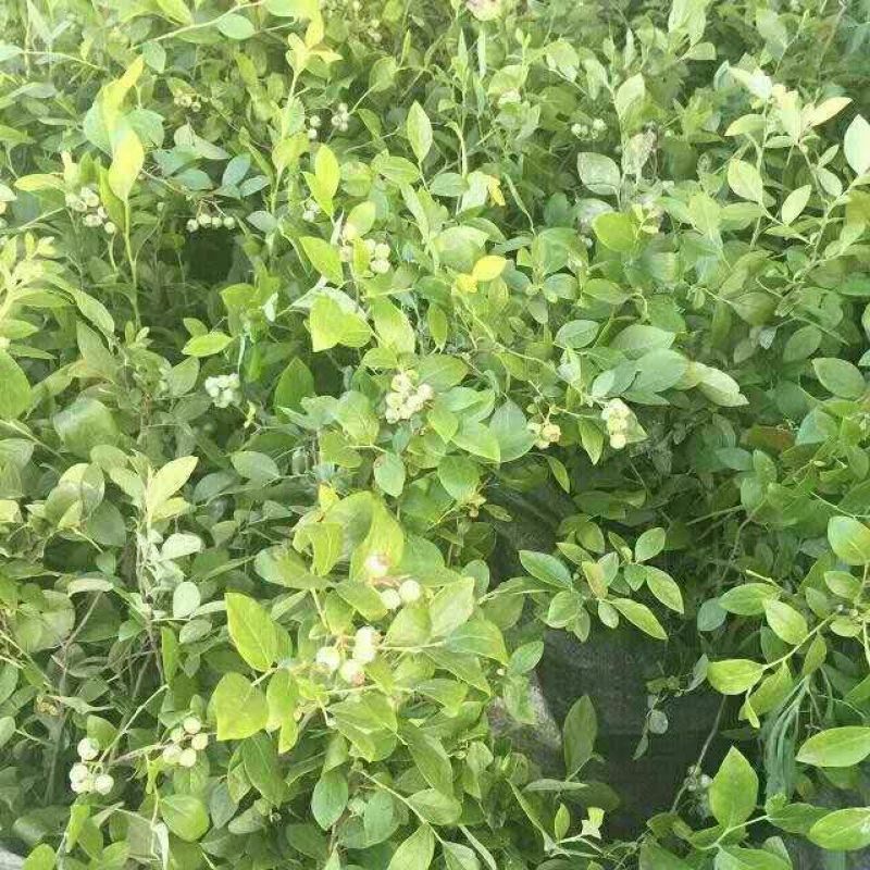 蓝莓苗50~80cm1~2年