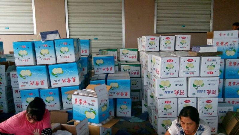 皇冠梨500~550g纸箱