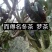 普洱茶