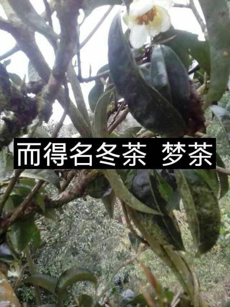 普洱茶