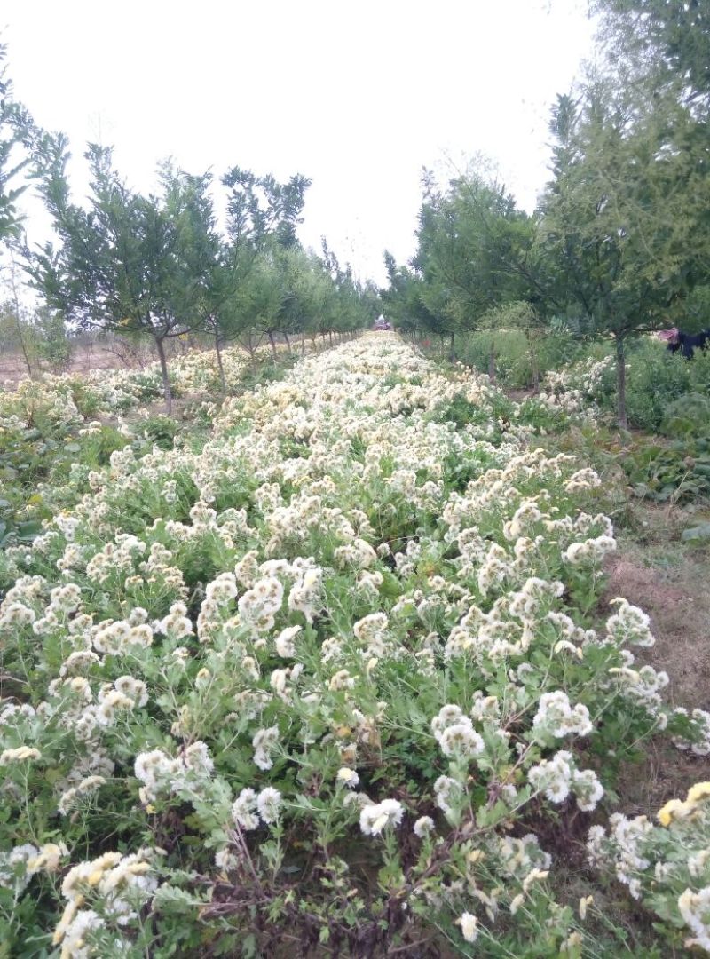 杭州白菊袋装