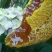 百花蜜