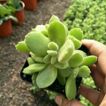 多肉植物含盆