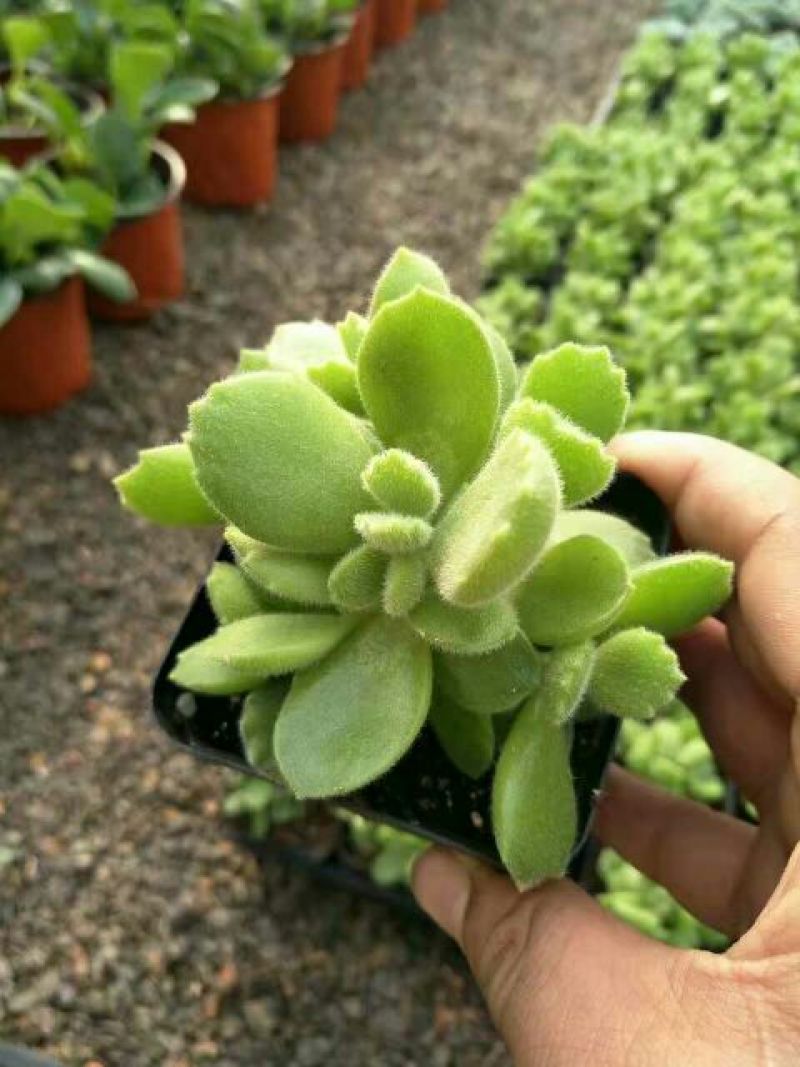 多肉植物含盆