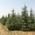 花椒苗1~2年苗，圃现挖现发产量高、包纯种、技术