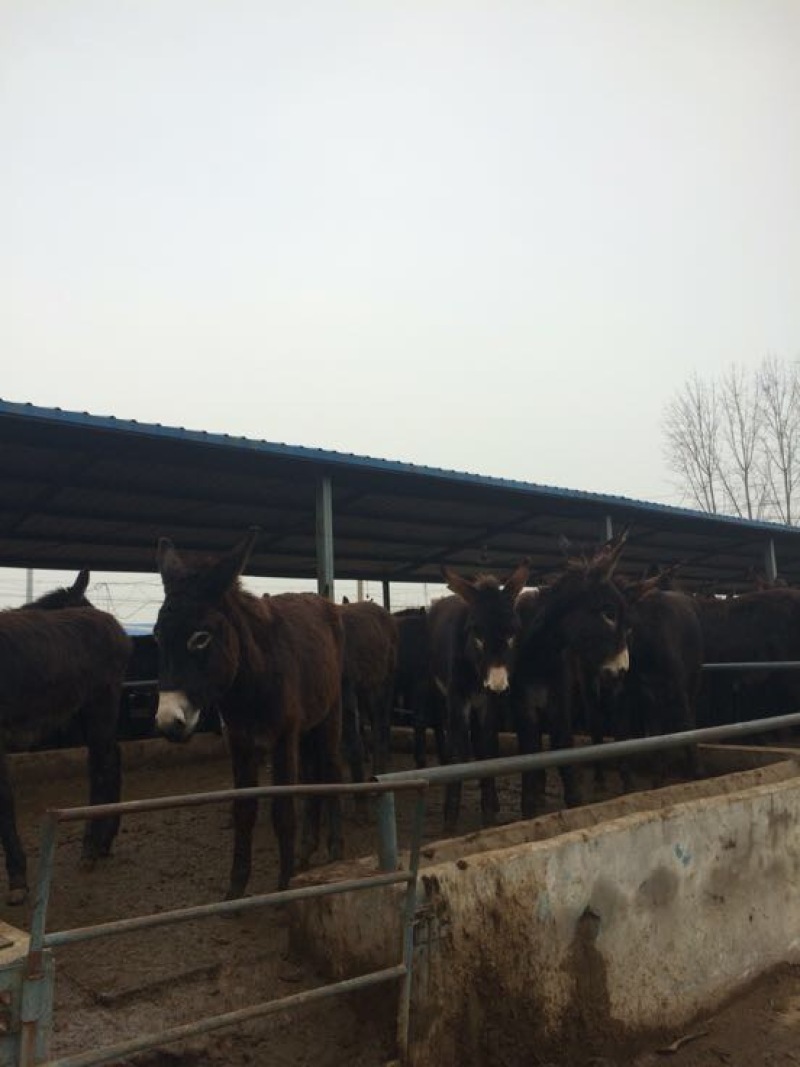 肉驴种驴怀孕母驴驴苗全国包邮包技术