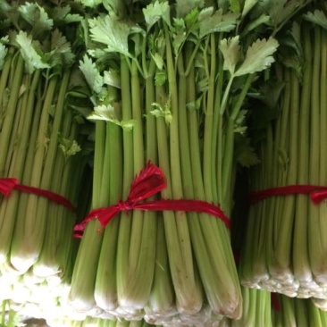 新野大棚芹菜大量上市支持各种包装