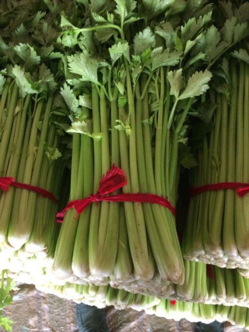 新野大棚芹菜大量上市支持各种包装