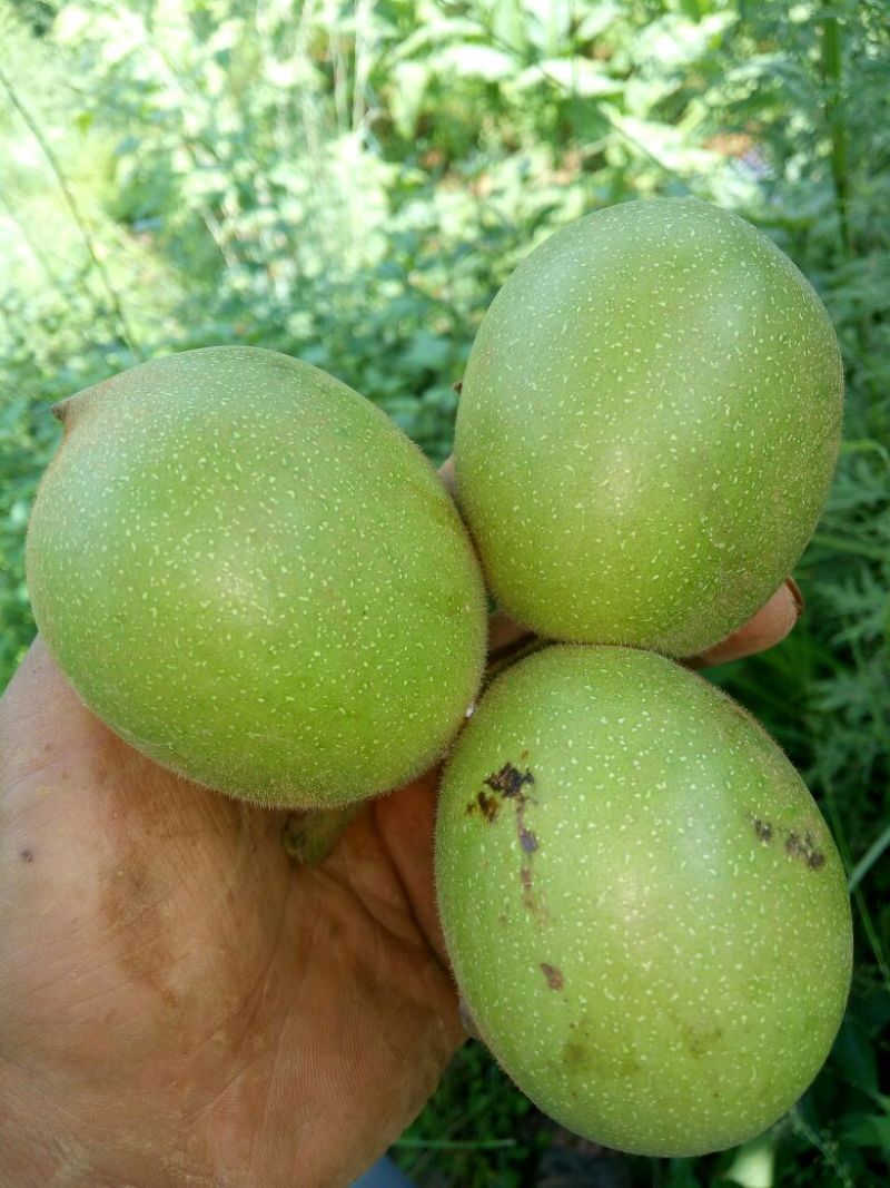 铁核桃去皮