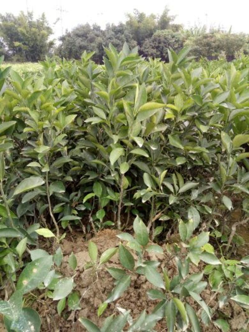 红江橙苗红心橙白心橙红江橙，柳橙品种齐全