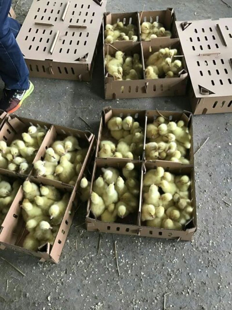扬州大白鹅苗250g以下