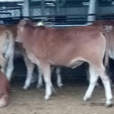 鲁西黄牛100~200kg