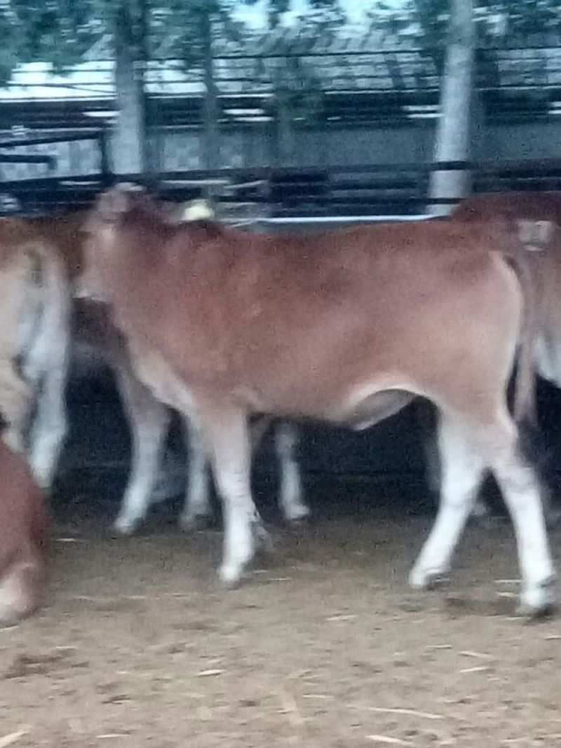 鲁西黄牛100~200kg