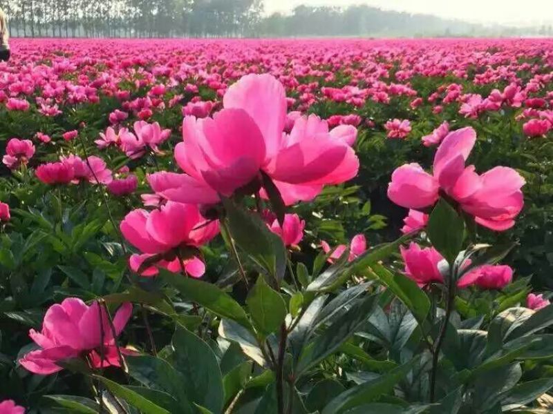 美丽芍药苗50~60cm