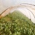 大叶菠菜15~20厘米