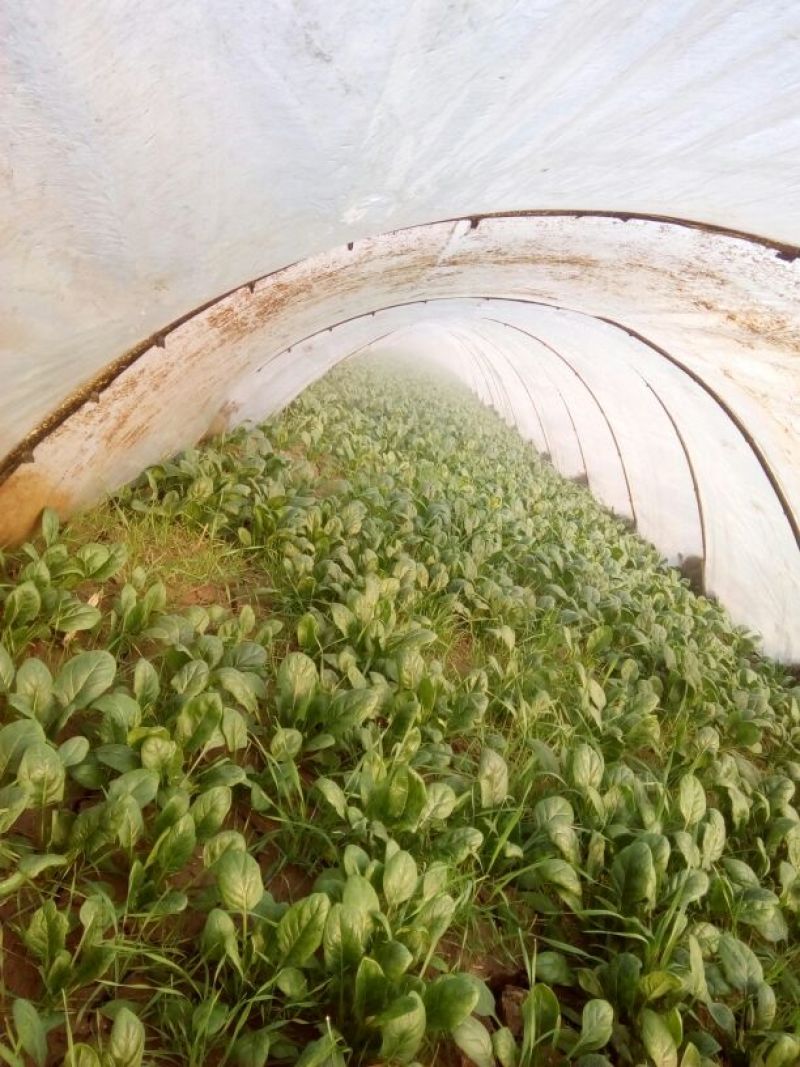 大叶菠菜15~20厘米