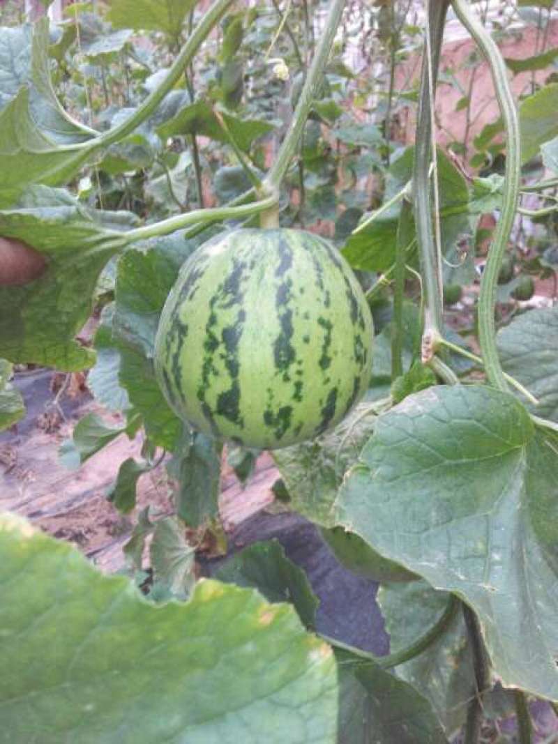 花蕾甜瓜