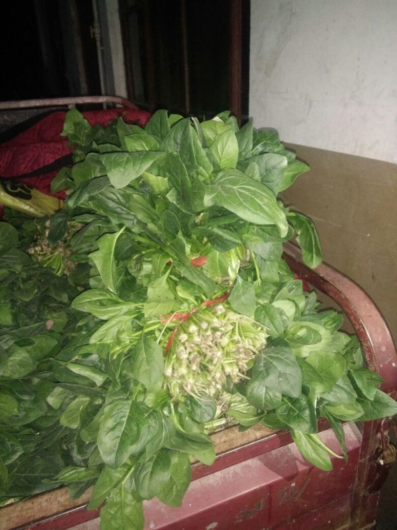 绿神菠菜20~25厘米