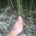 红油香椿苗