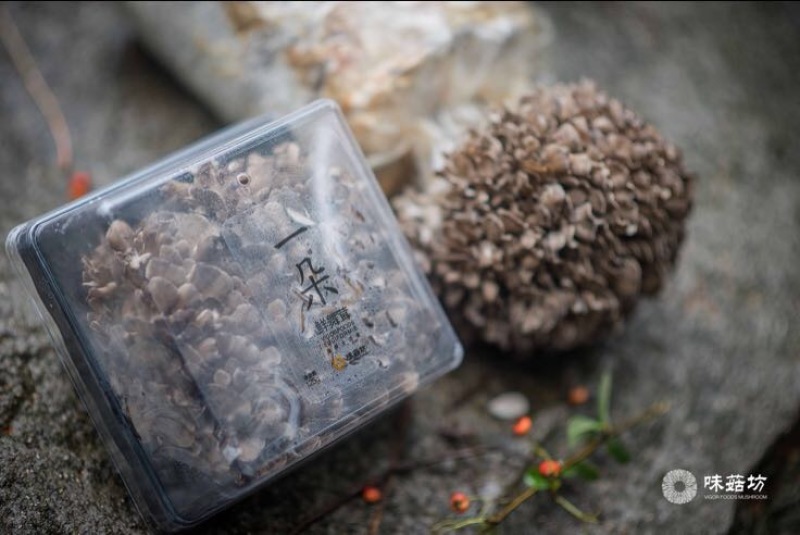灰树花