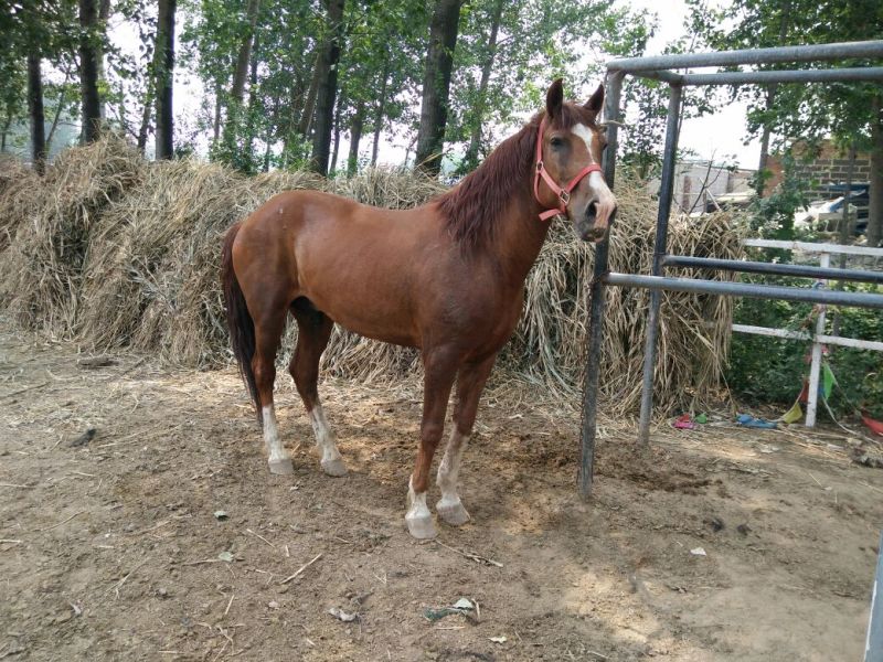 肉马300~400kg