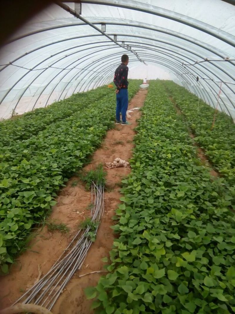 红薯苗龙九苗拔苗，炕苗免费提供种植技术放风苗