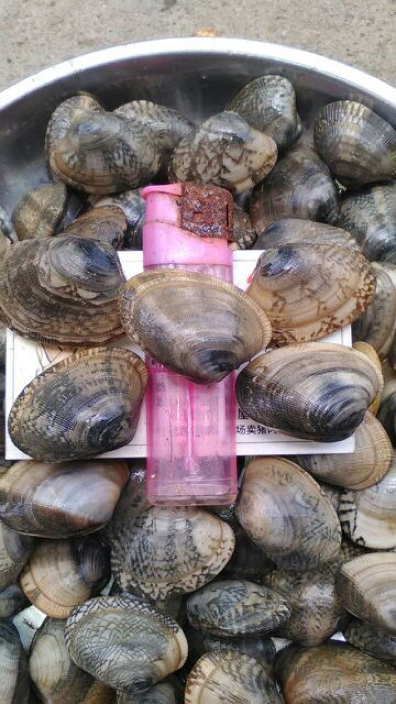 花蛤杂色蛤食用鲜活