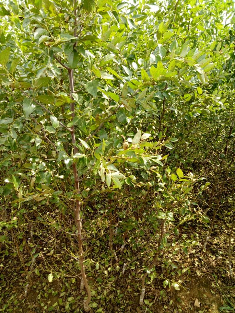 蟠枣树苗：龙须枣苗，冰糖枣苗，酸枣苗，2，3公分冬枣树苗