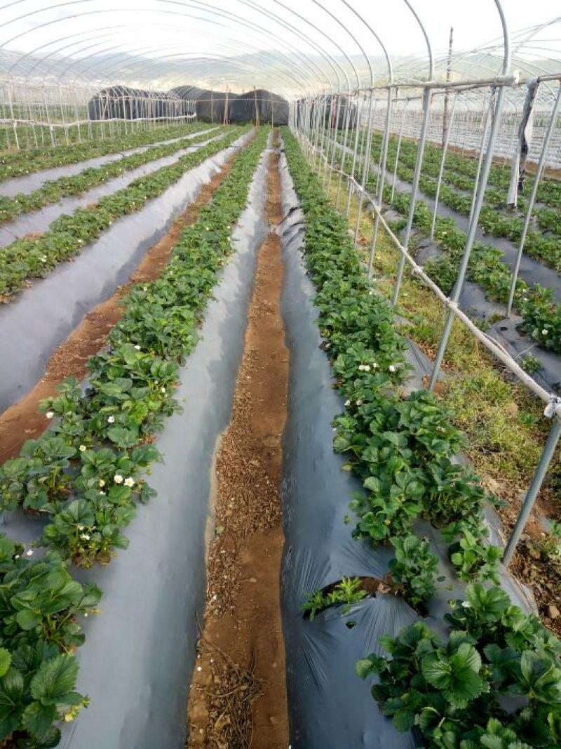 夏季蒙特瑞草莓20克以上