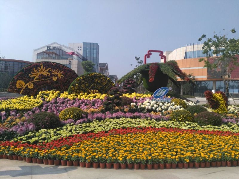 野菊花统货