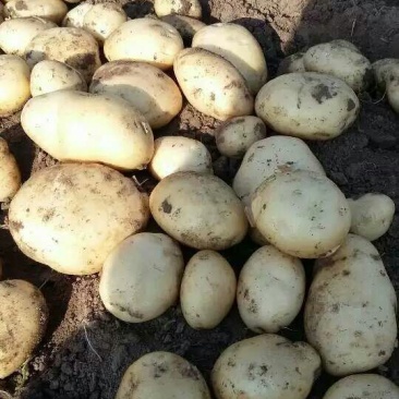 荷兰十五土豆1两以上精品