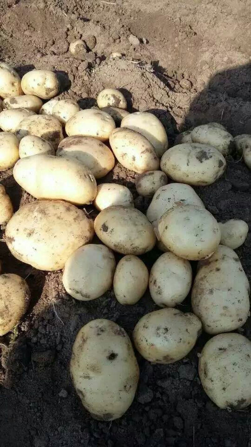 荷兰十五土豆1两以上精品