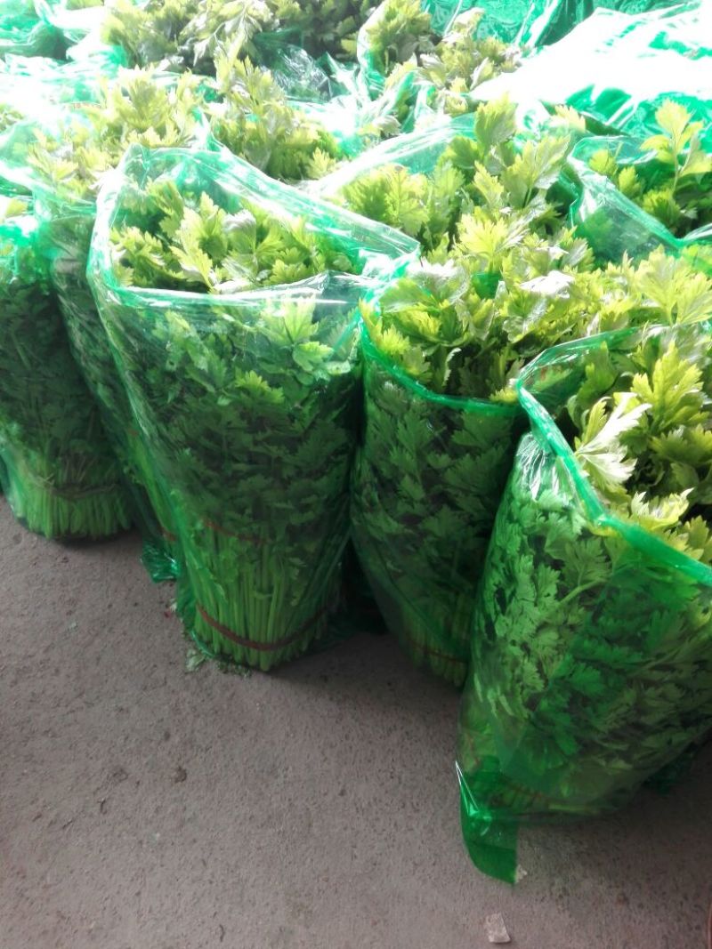 基地直供带泥小香芹菜45cm以上颜色绿嫩，农户地里直供