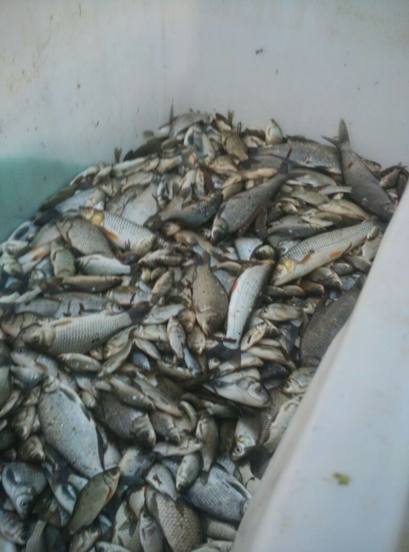 淇河鲫食用