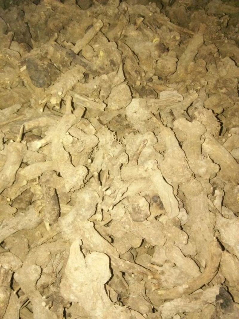 干白术20~25克