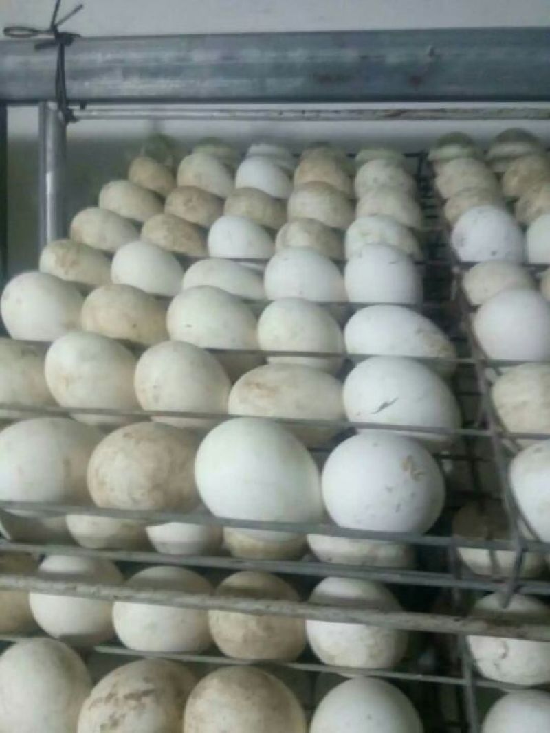 皖西白鹅鹅苗250g