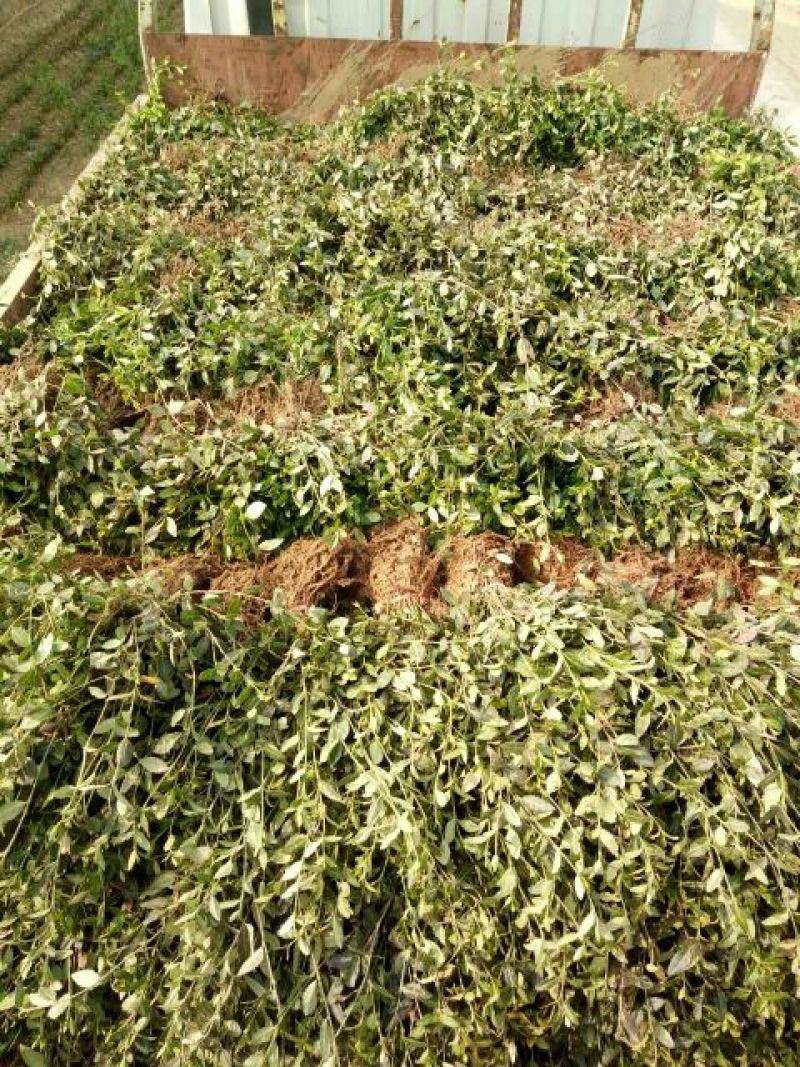 扶芳藤1cm以下，小叶扶芳藤，爬行卫矛